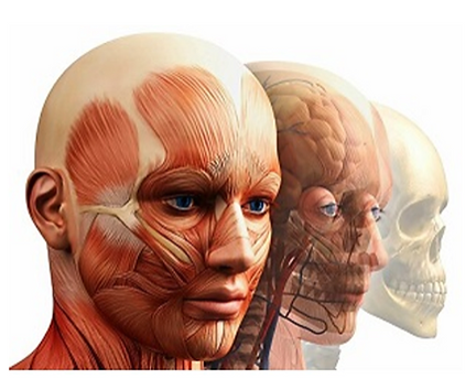 [Константин Берман] Анатомический ликбез (2023)_0.png